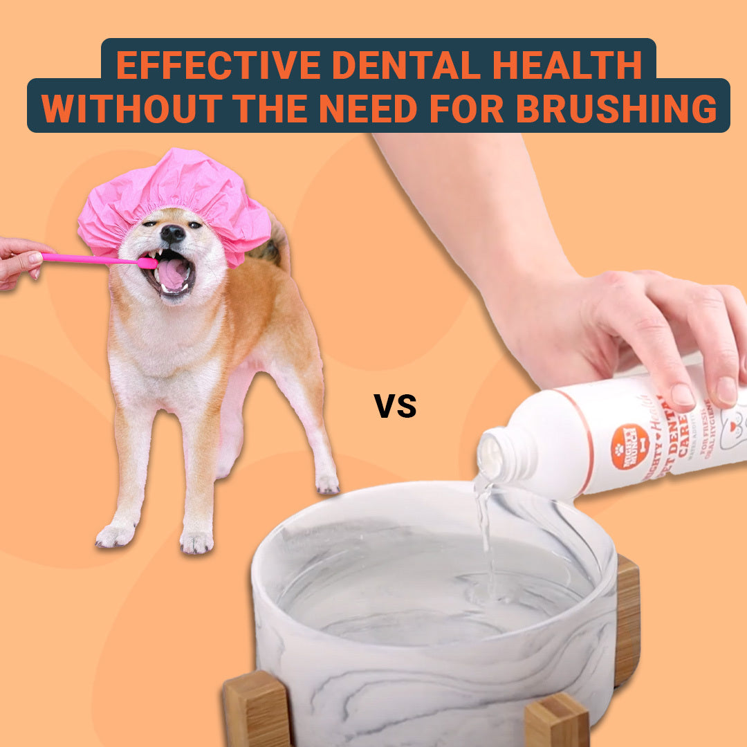 Dental Care (Canada)