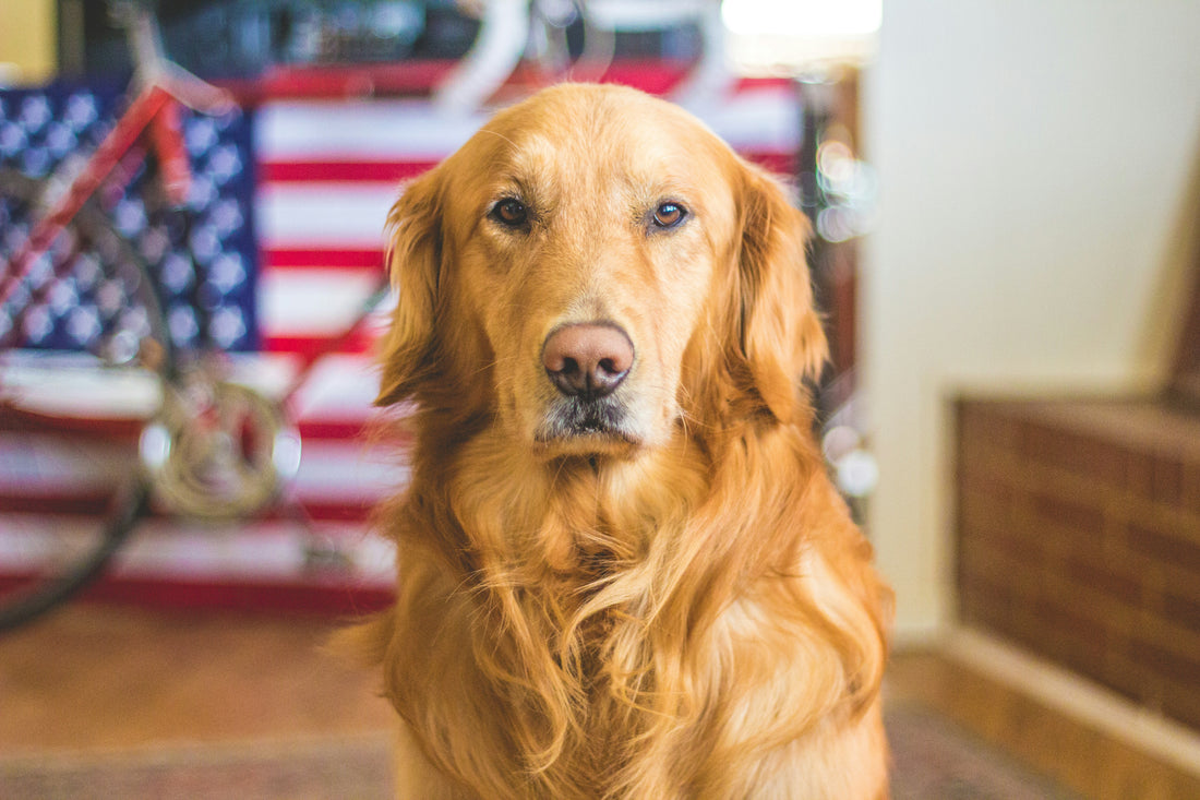 What are the Best Dental Sticks for Dogs in Australia?