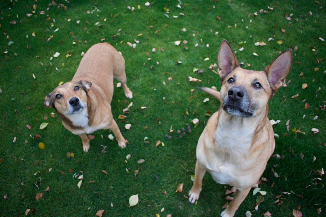 Are Carrots Good for Dogs Teeth? Using Frozen Carrots for Dogs Teeth and Oral Hygiene