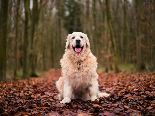 How Many Dental Sticks Can a Dog Have a Day?