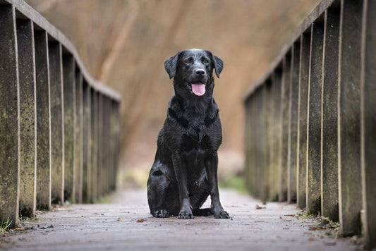 krill oil vs fish oil for dogs