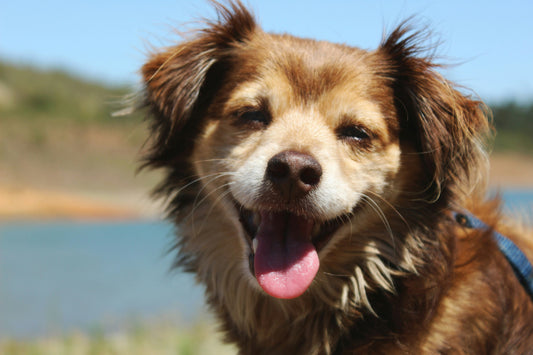 When Can You Give Puppies Dental Sticks?