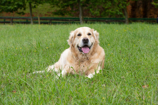 best dog probiotics for yeast