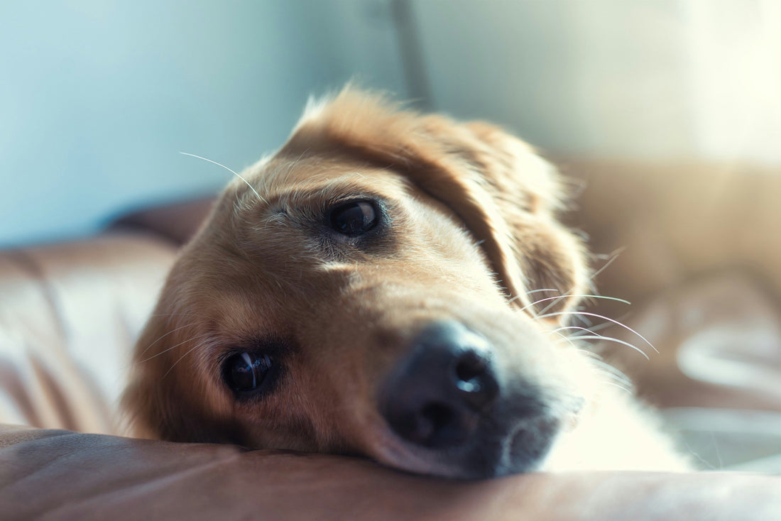do dog probiotics help with itching