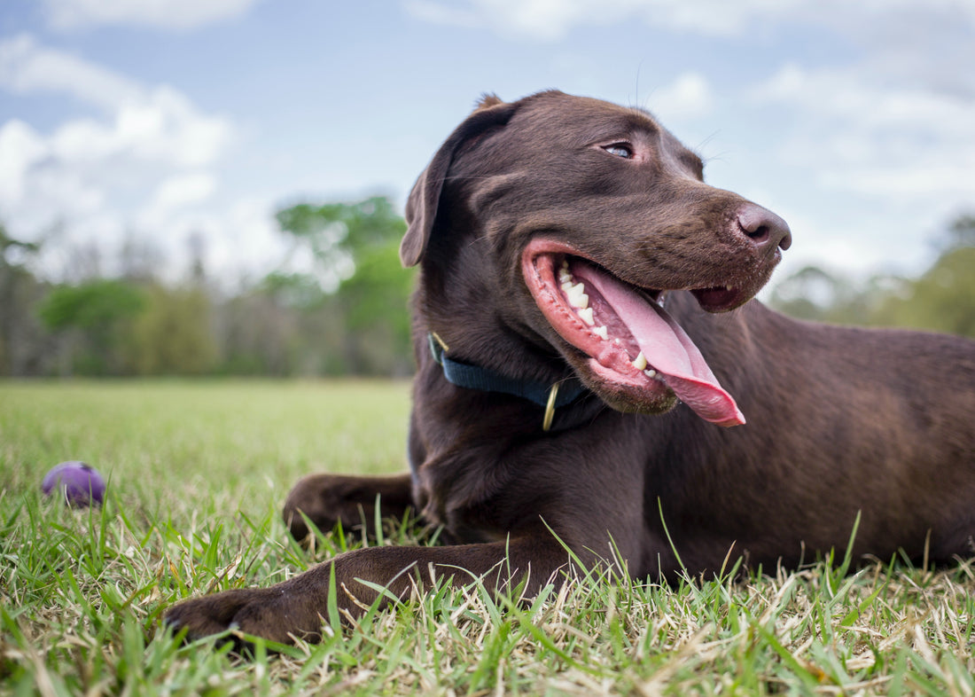 Can I Give My Dog Aspirin For Joint Pain?